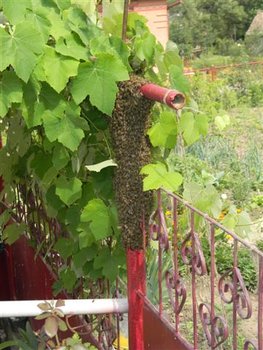 DSCN9174 (Small).JPG