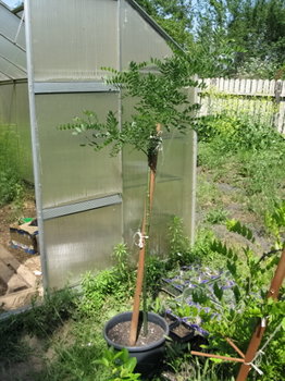Sophora japonica-15-06-2013.jpg