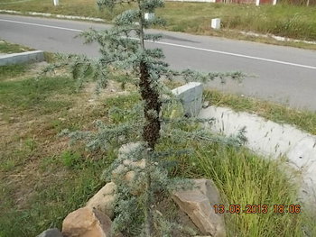 foto comeat 017.JPG