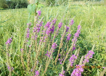 rsz_1dscn1425.jpg