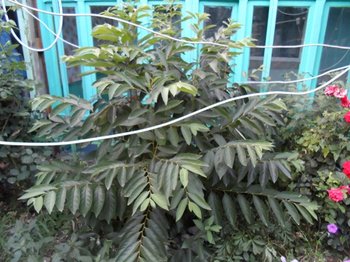 SAM_0348 (Copy).JPG