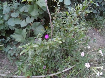 SAM_0349 (Copy).JPG