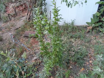 SAM_0350 (Copy).JPG