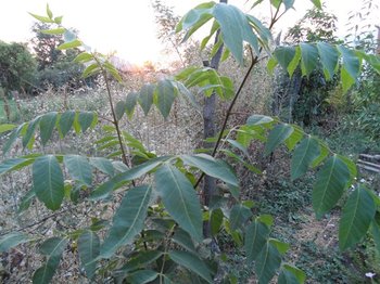 SAM_0351 (Copy).JPG