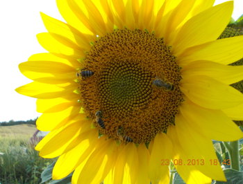 rsz_21picture_009.jpg