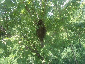 DSC03480 (Medium).JPG