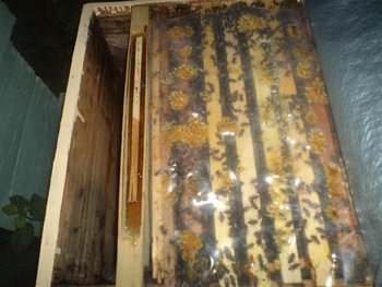 DSC03549 (Medium).JPG