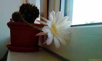 IMAG0055.jpg