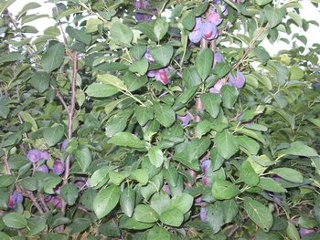 DSCF1341 (Small).JPG
