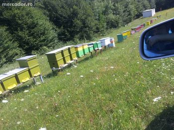 14047577_2_644x461_miere-si-polen-fotografii.jpg