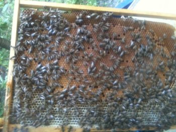 20130617_img_0831.jpg