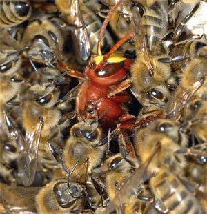 bees.jpg