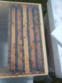 IMG157 (450 x 600).jpg