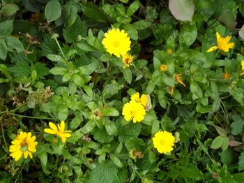 SAM_0445 (Copy).JPG