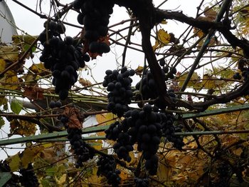 SAM_0437 (Copy).JPG