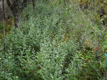 SAM_0438 (Copy).JPG