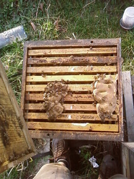 SP_A2262.jpg
