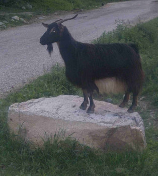 capra neagra.jpg
