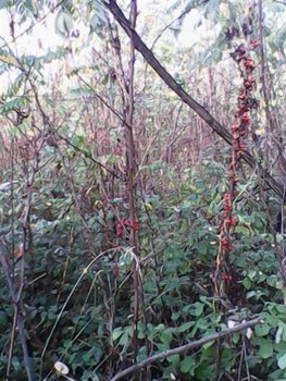IMG00036 (Medium).jpg