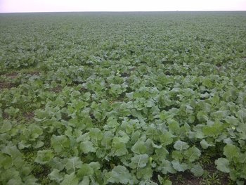 rsz_img-20131113-01736.jpg