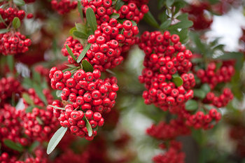 800px-Red_pommes_of_Firethorn_(Pyracantha).jpg