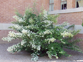Pyracantha_inBloom.jpg