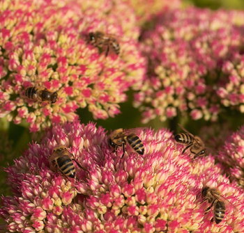 Sedum spectabile cu albine.jpg