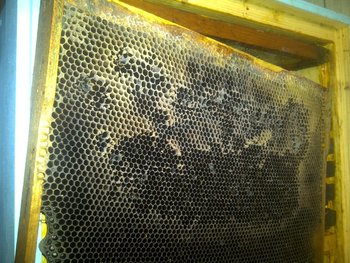 rsz_img-20131124-01804.jpg