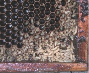 Aethina_tumida (Copy).jpg
