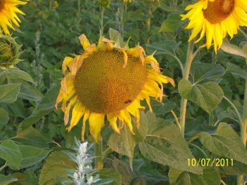 100_6442.jpg