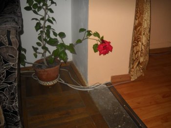 DSCN7202 (Medium).jpg
