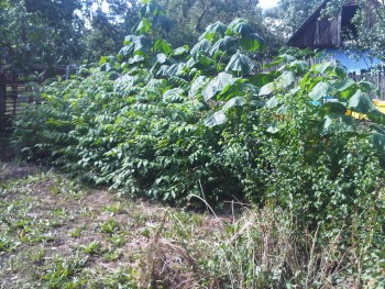 IMG00401-20110910-1402.jpg
