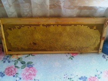 IMG00412-20110918-0934.jpg