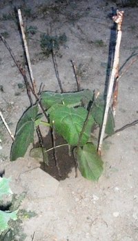 paulownia.jpg