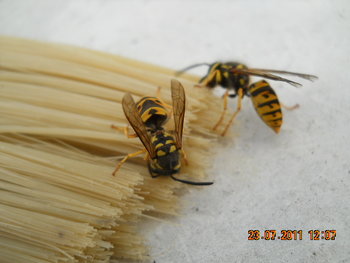 DSCN1214.JPG