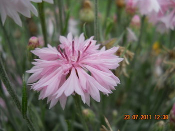DSCN1229.JPG