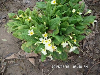 SAM_1524 (Copy) (Copy).JPG