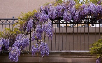 Glicina-sau-wisteria.jpg.jpg