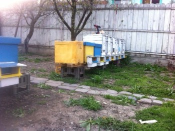 poză.JPG