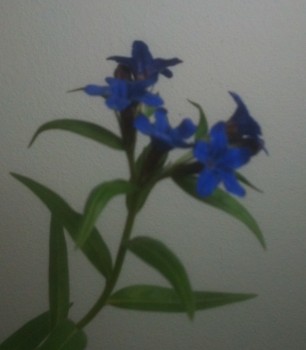 floare 2.JPG