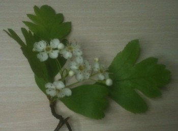 floare 1.JPG