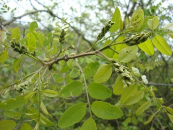 Salcâm 28-04-2012-Coșești,Argeș.jpg