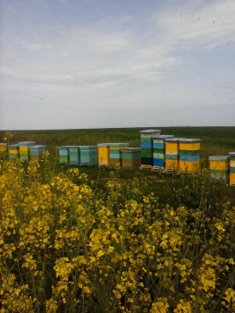 10297697_690163217711067_3745392367098534930_n.jpg