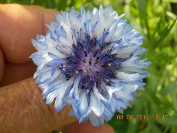 rsz_picture_004.jpg
