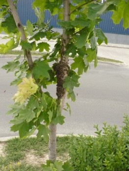 P1070036.JPG