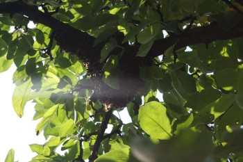 IMG_8770.JPG