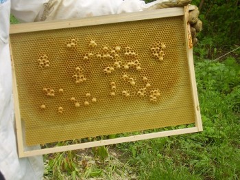 poze noi 3 013.JPG