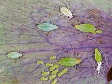 220px-Aphids_on_Helleborus_niger.jpg
