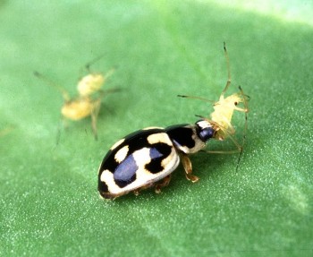 800px-P-14_lady_beetle.jpg