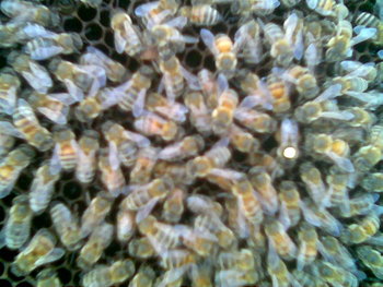 Imag003.jpg